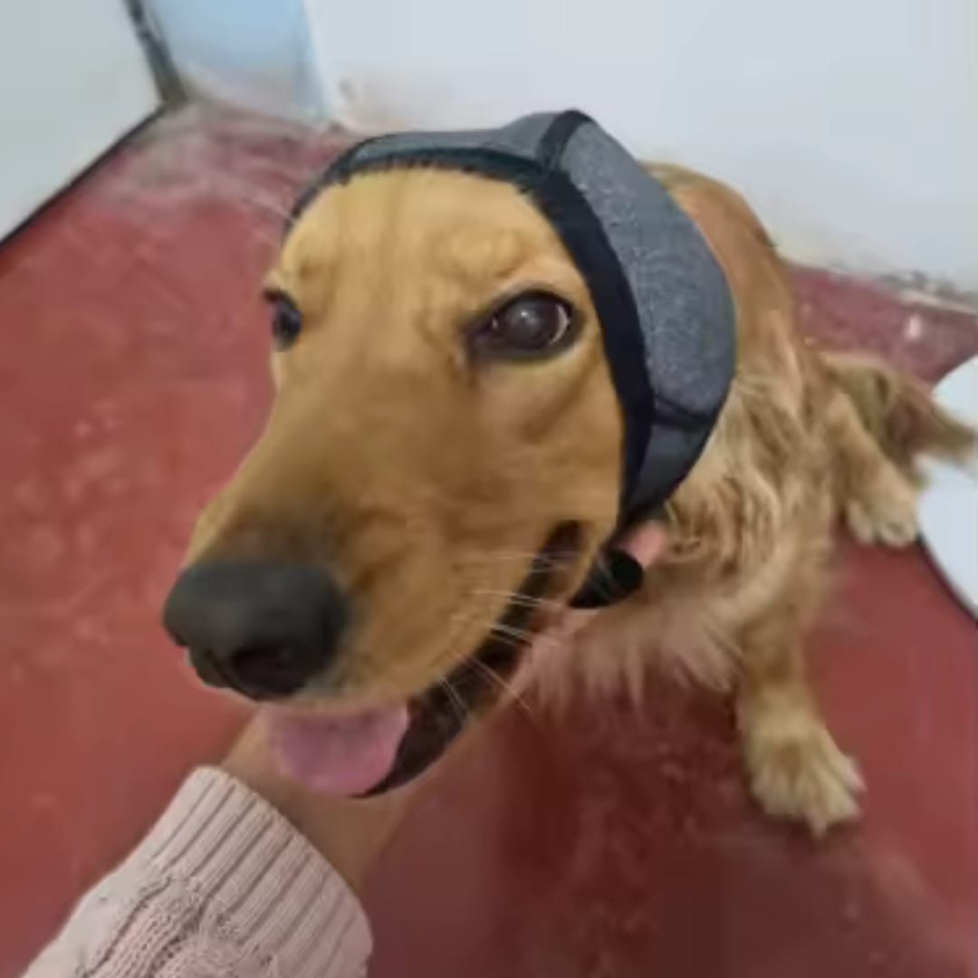 Customer photo review of Dog Anxiety Ear Cover