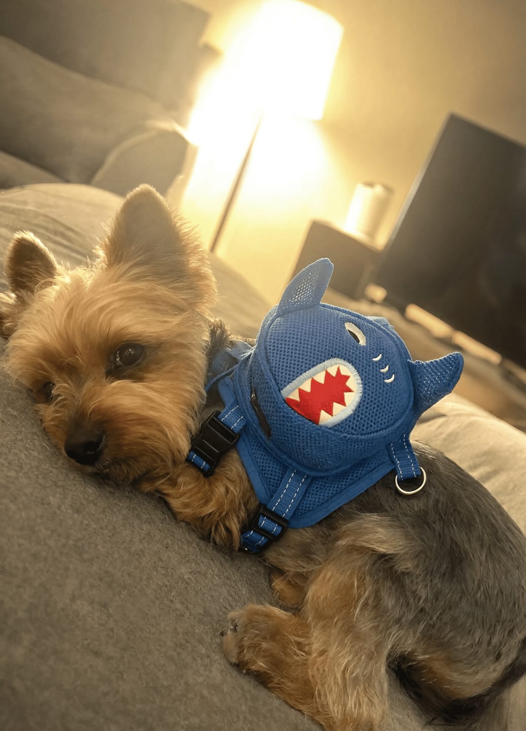 Customer photo review of Mochila para Perros