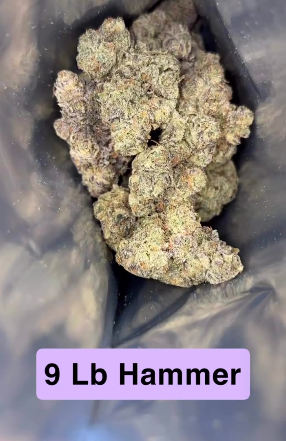 Customer photo review of 9LB Hammer