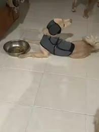 Customer photo review of Orejeras Calmantes para Perros