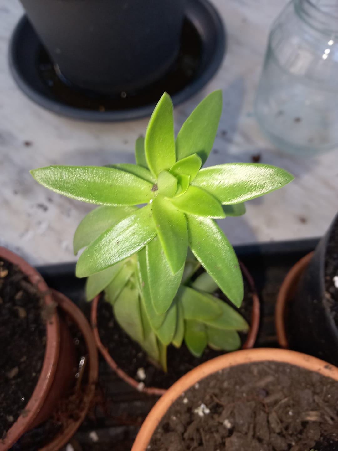 Customer photo review of Crassula capitella ‘Campfire’