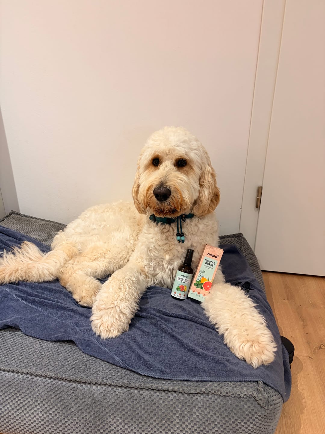 Customer photo review of Dentalspray für Hunde & Katzen