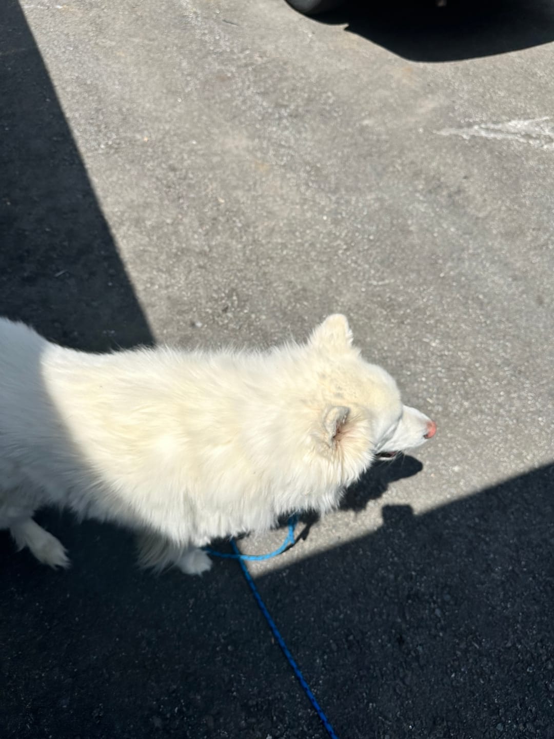 Customer photo review of FurLife™ - 12 Months All Natural Flea and Tick Tags for Dogs