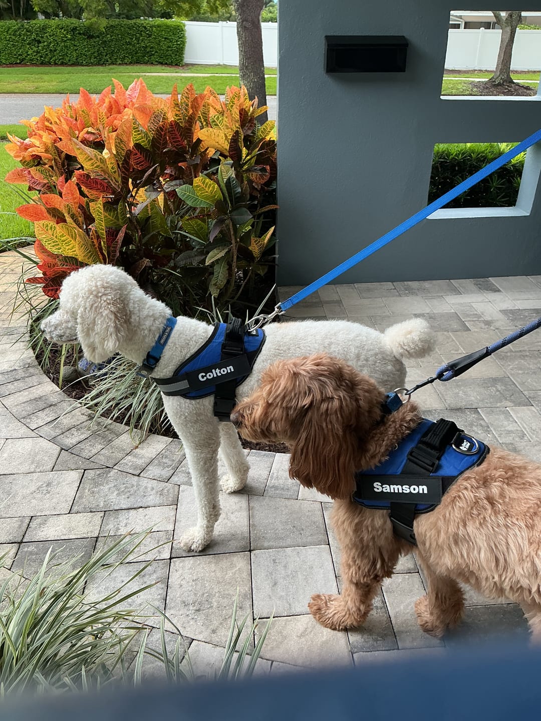 Customer photo review of Personalized Dog Harness