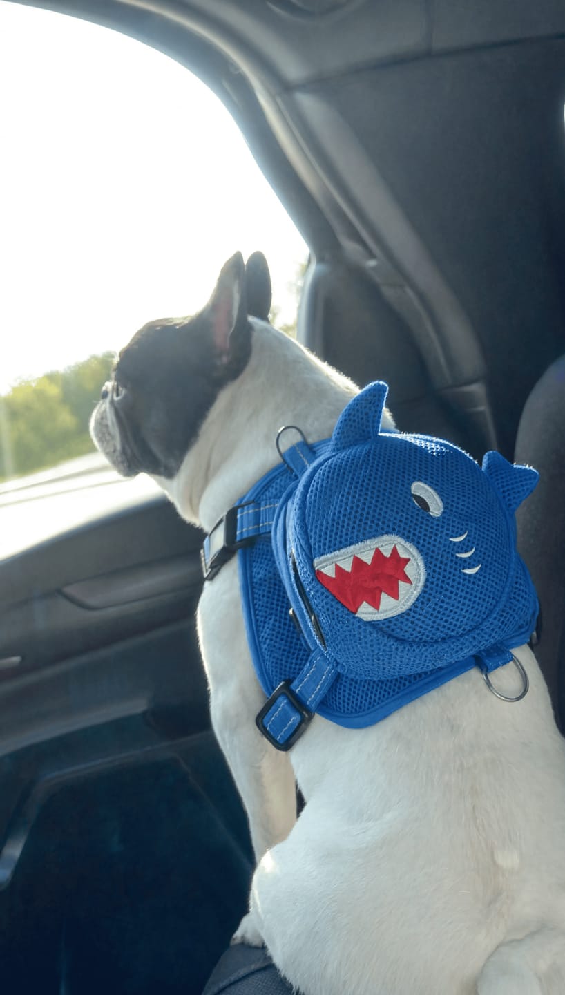 Customer photo review of Mochila para Perros