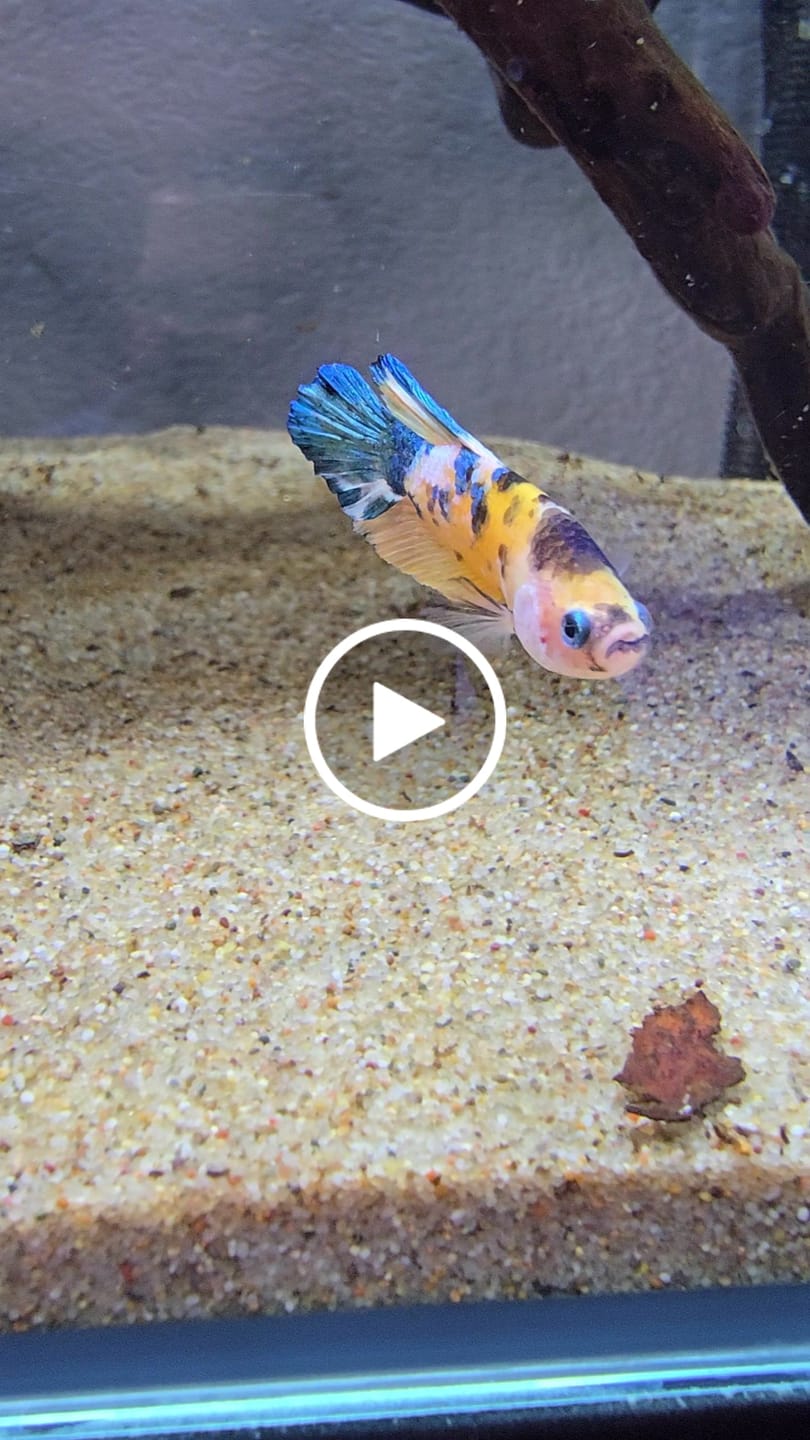 Customer video review of Yellow Tiger Koi Galaxy Prakat Betta Fish (Male)