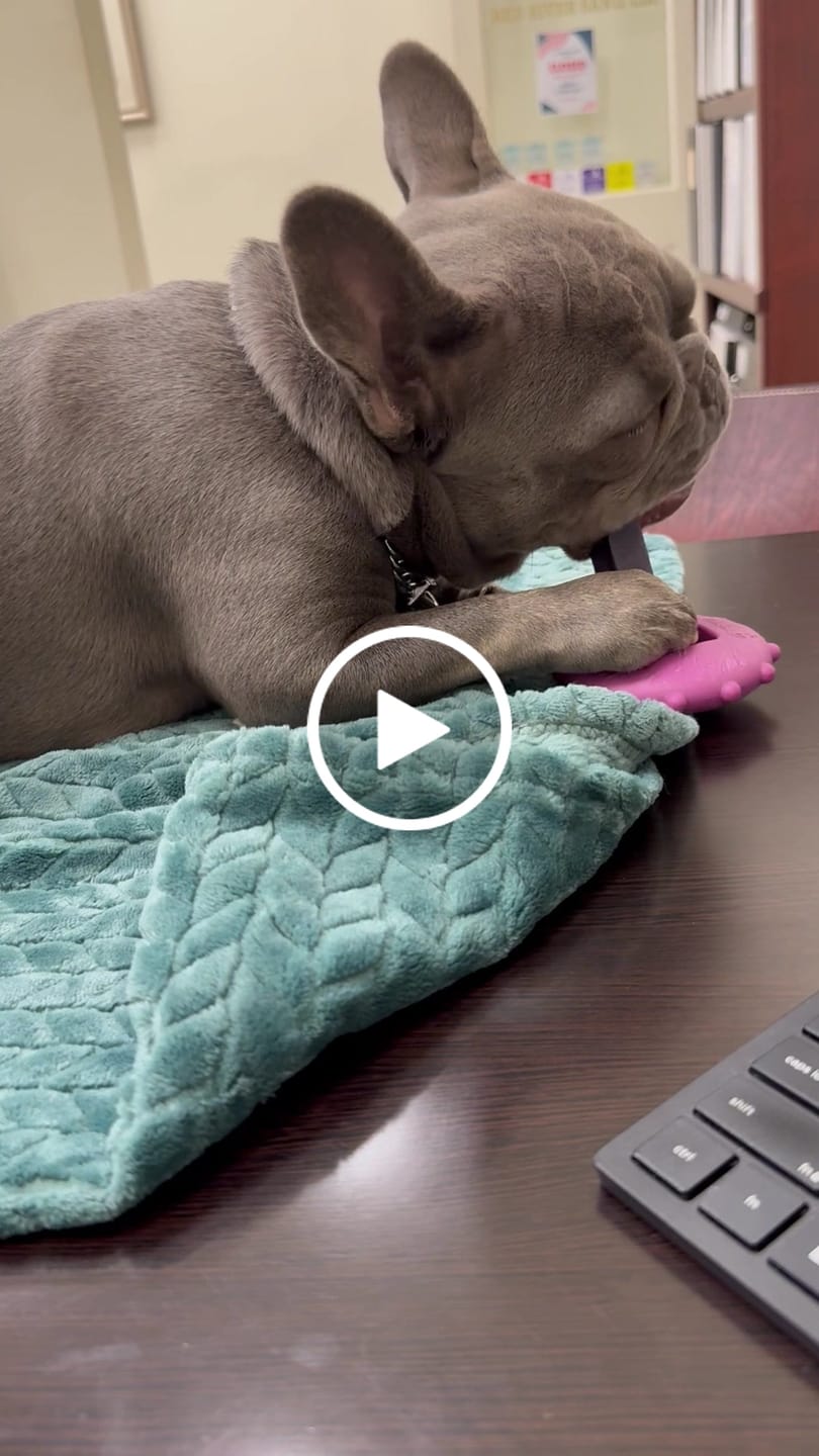 Customer video review of Blueberry Yak Chew — Antioxidants, Vitamins C & K, Heart Health