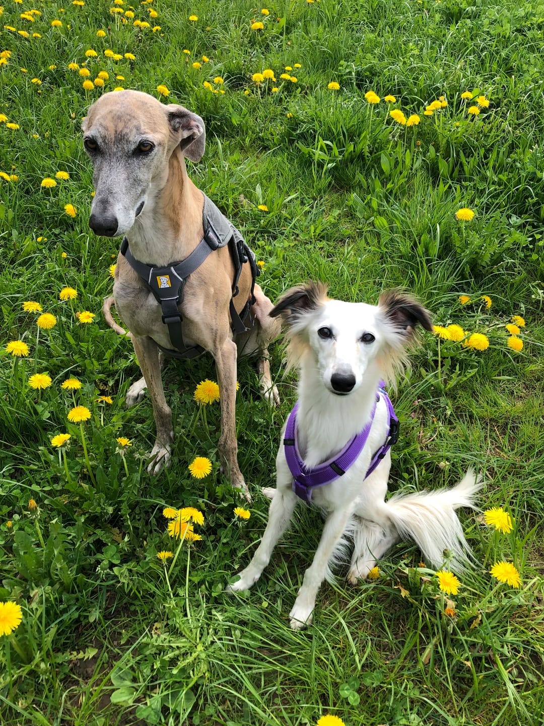 Customer photo review of Wurmtest Plus Hund Sparpaket