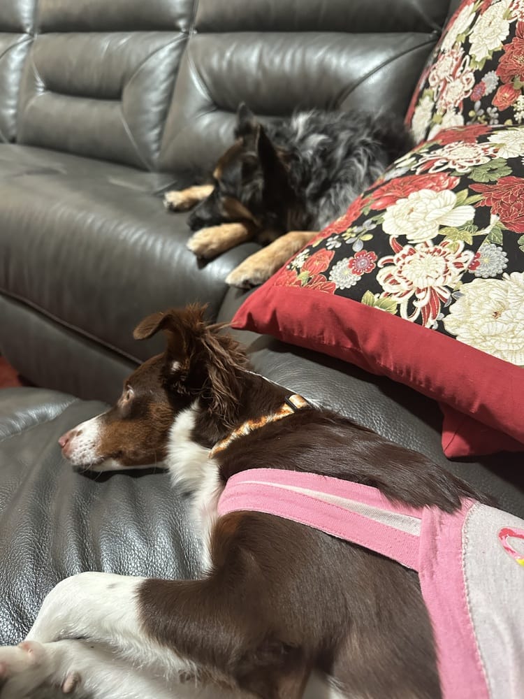 Customer photo review of Difusor Calmante para Perros — CalmPaw