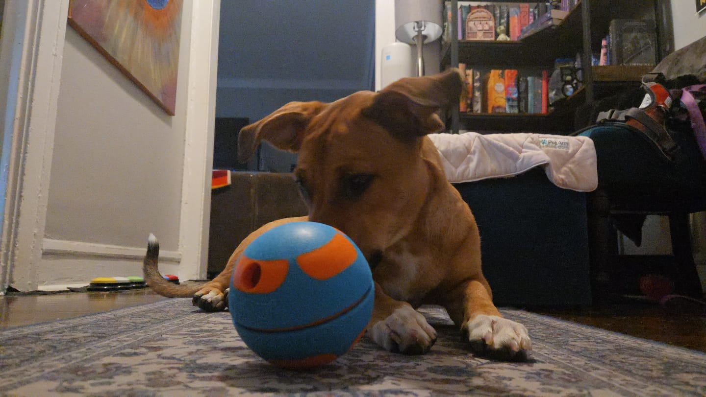 Customer photo review of Bobble Ball