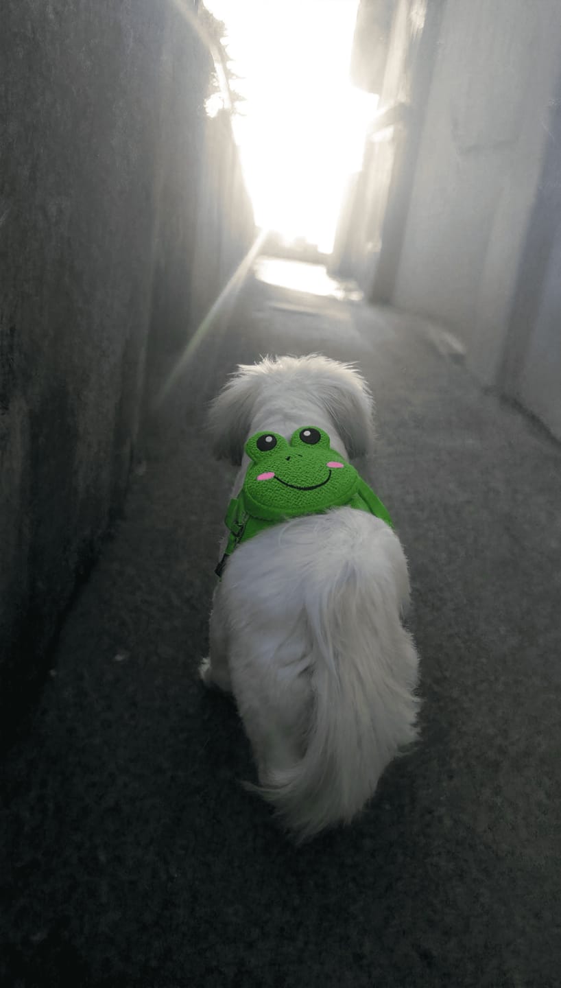 Customer photo review of Mochila para Perros