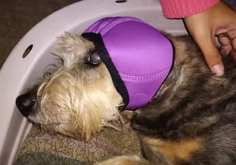 Customer photo review of Dog Anxiety Ear Cover