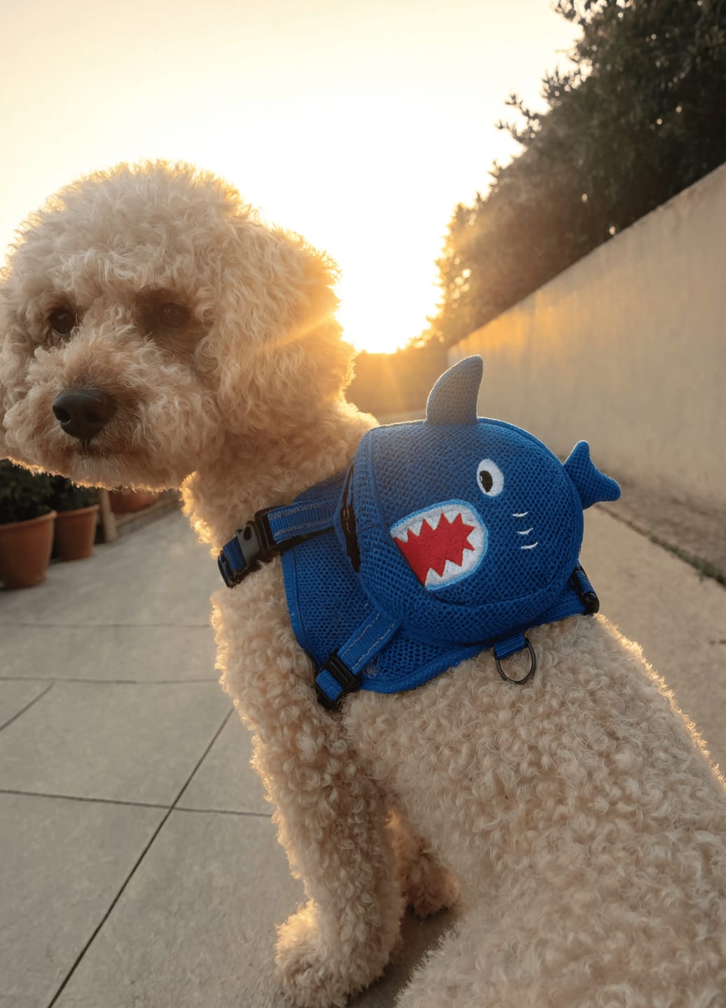 Customer photo review of Mochila para Perros