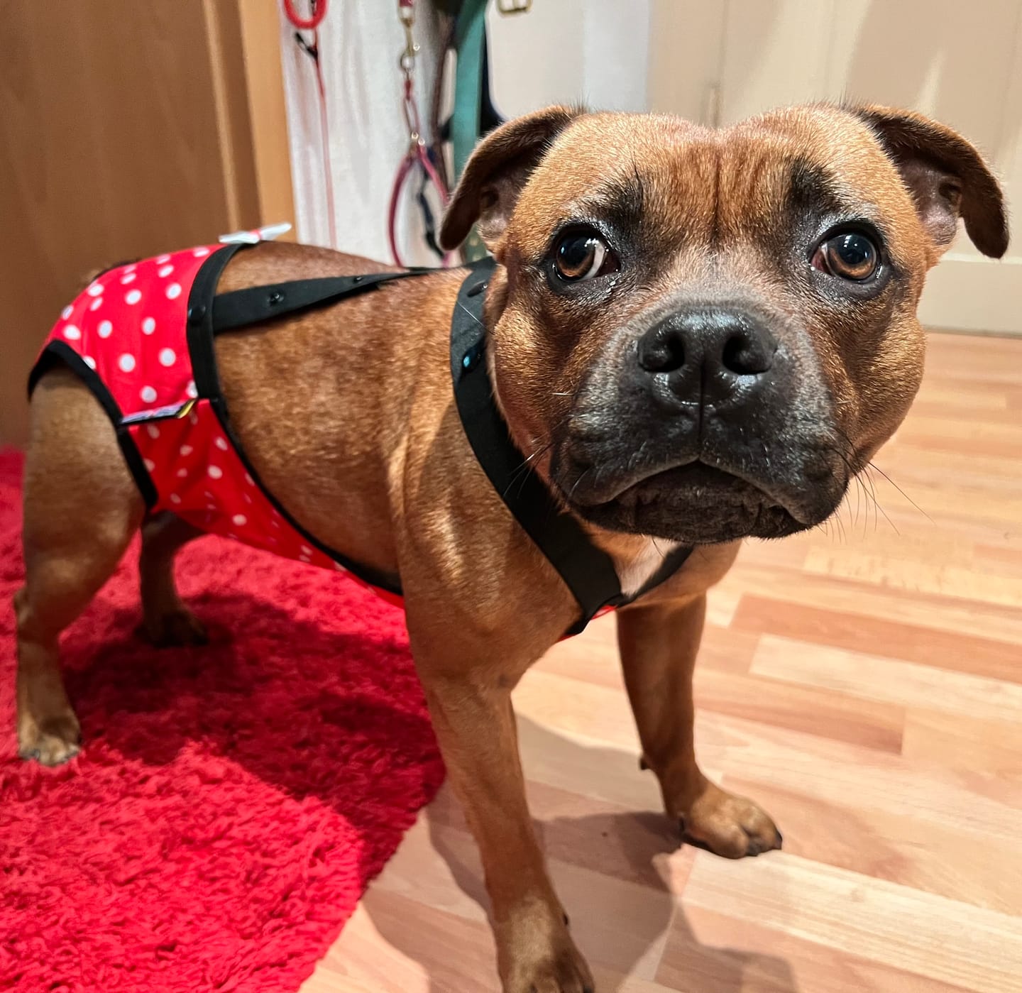 Customer photo review of Staffordshire Bull Terrier 1935® Hygiene Panties with Suspenders - Polka Dot