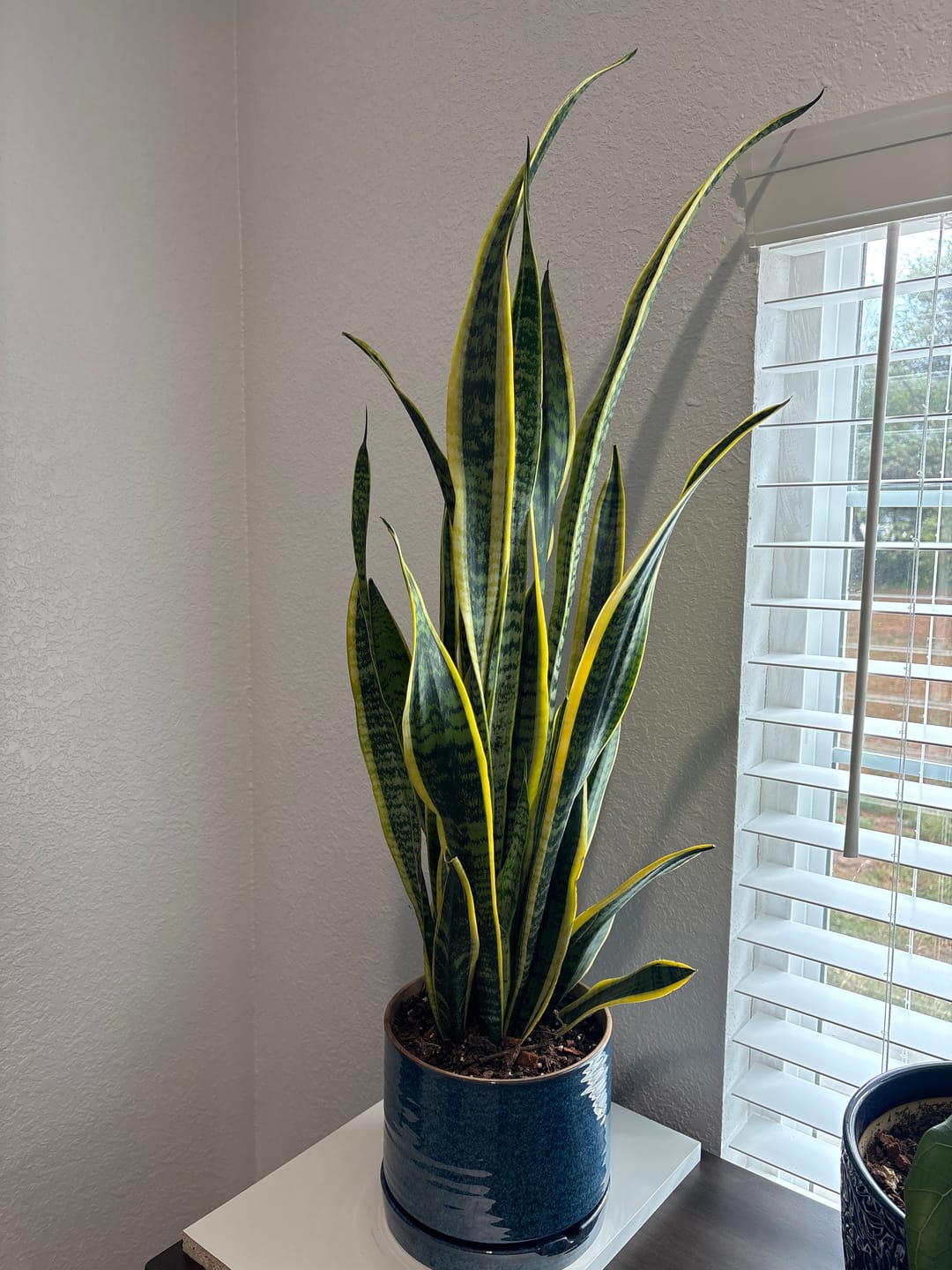 Customer photo review of Sansevieria Laurentii, Snake Plants