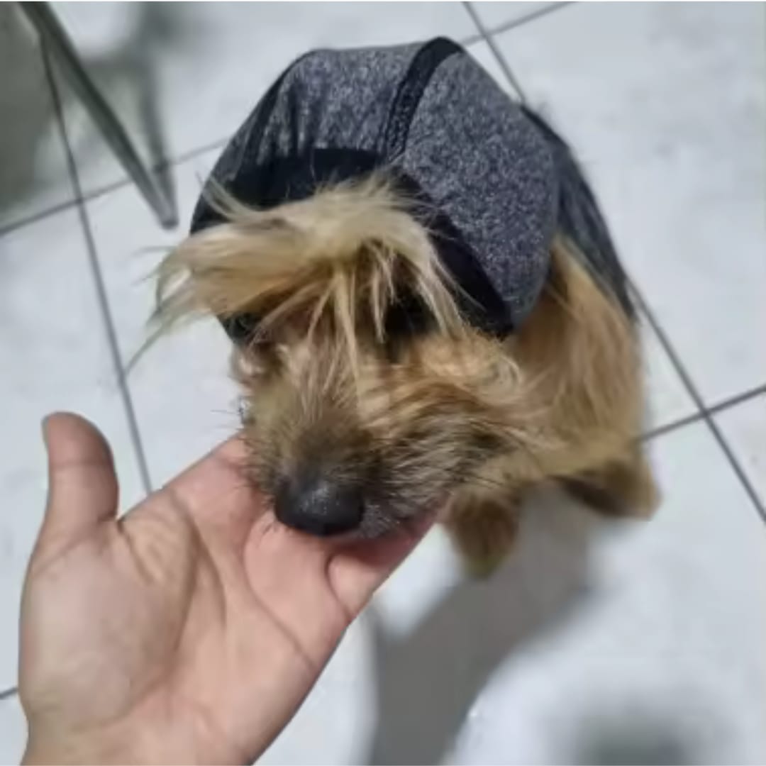 Customer photo review of Dog Anxiety Ear Cover