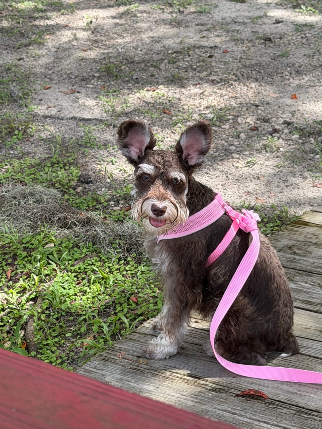 Customer photo review of Ostrich Foot Bone (7" x 3.5"): The Flavorful & Long-Lasting Chew for Small to Medium Dogs