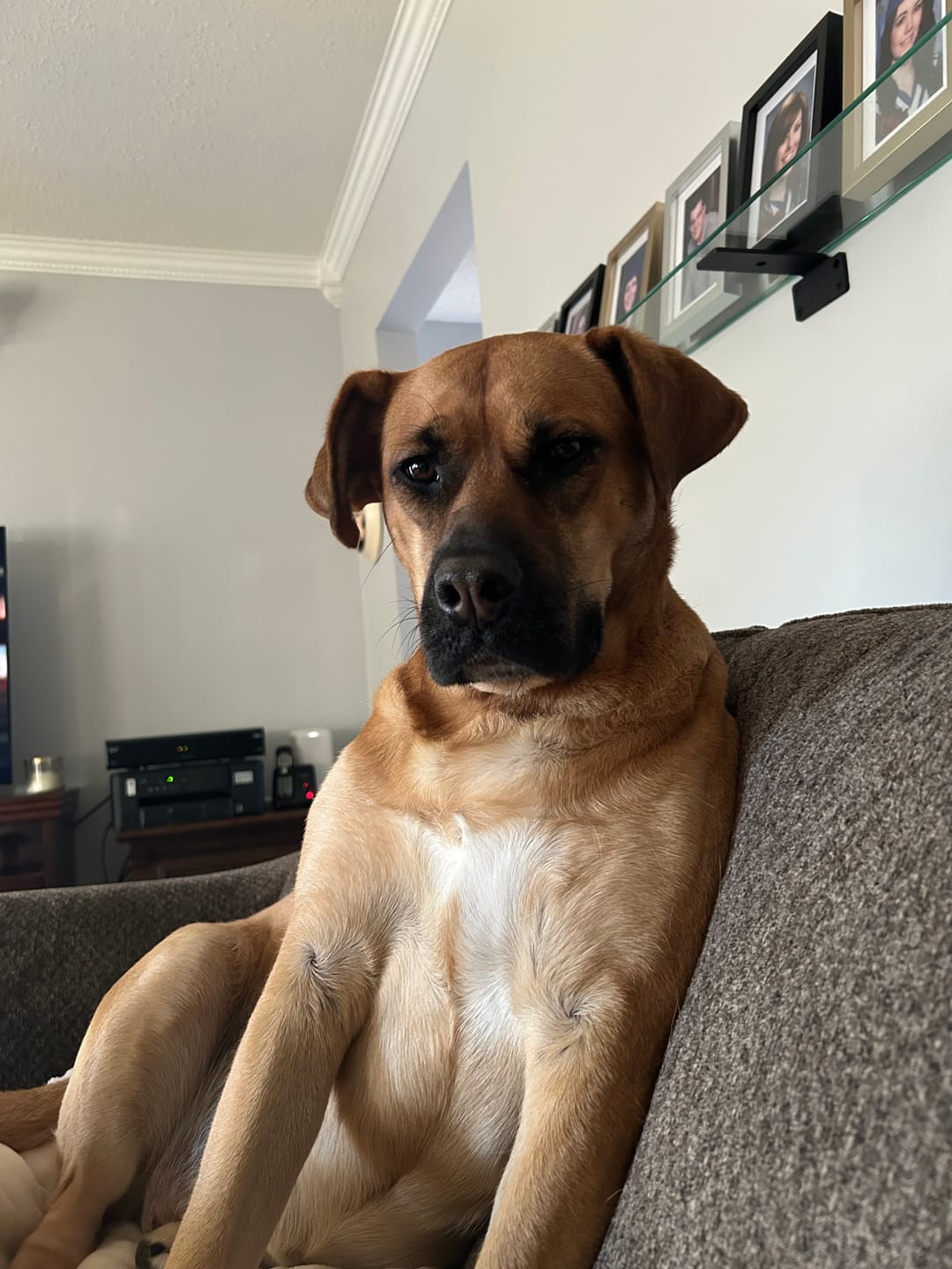 Customer photo review of 6 Inch Beef Trachea