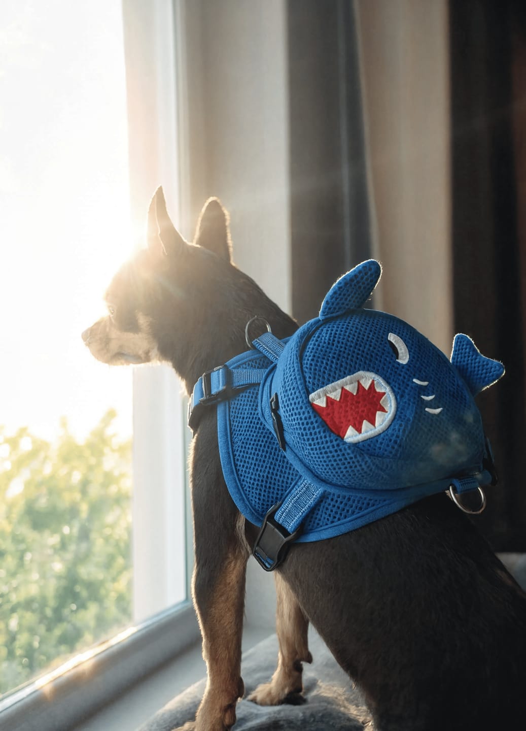 Customer photo review of Mochila para Perros