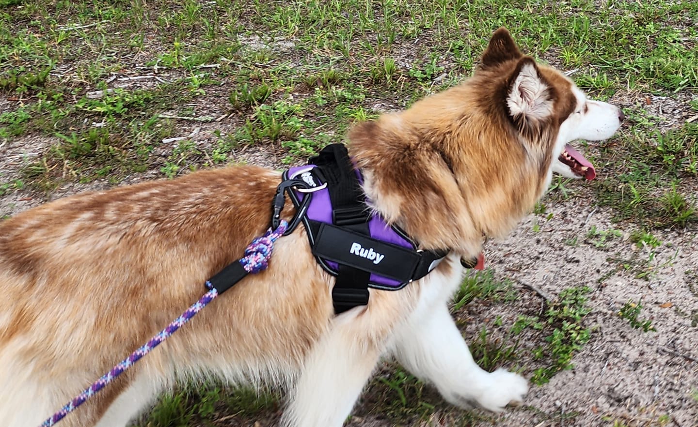Customer photo review of Personalized Dog Harness