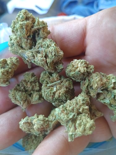 Customer photo review of Cheap THCA Flower Quarter Pound