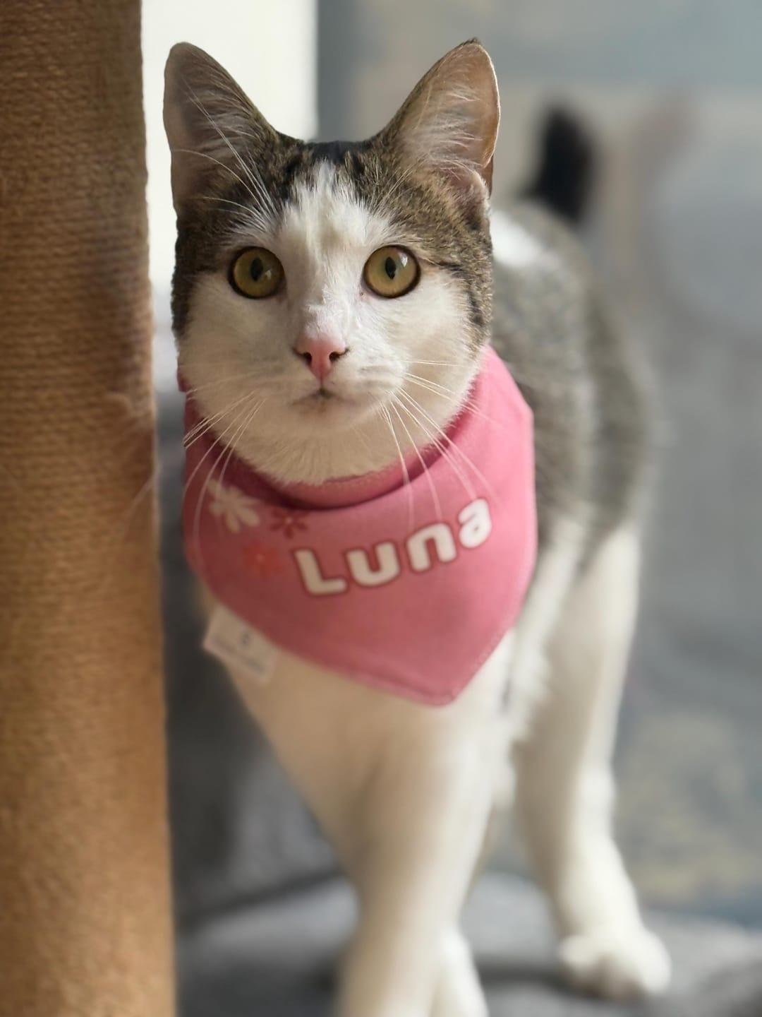 Customer photo review of Custom Pet Bandana & Lounge Set