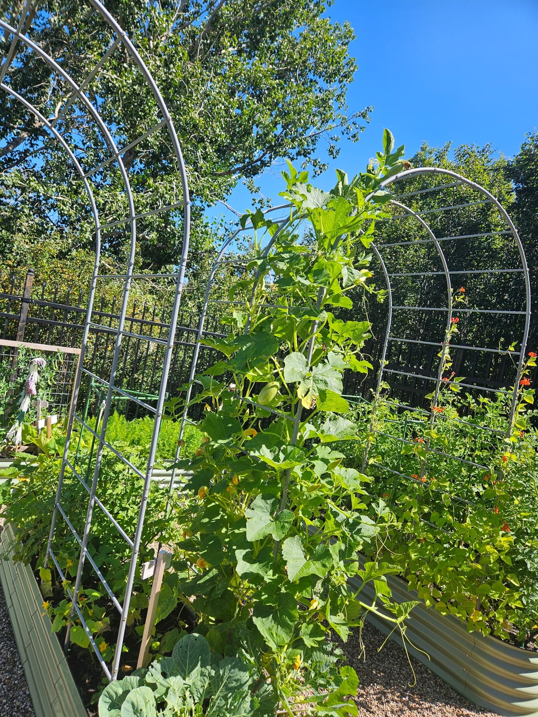 Customer photo review of Arch Garden Trellis
