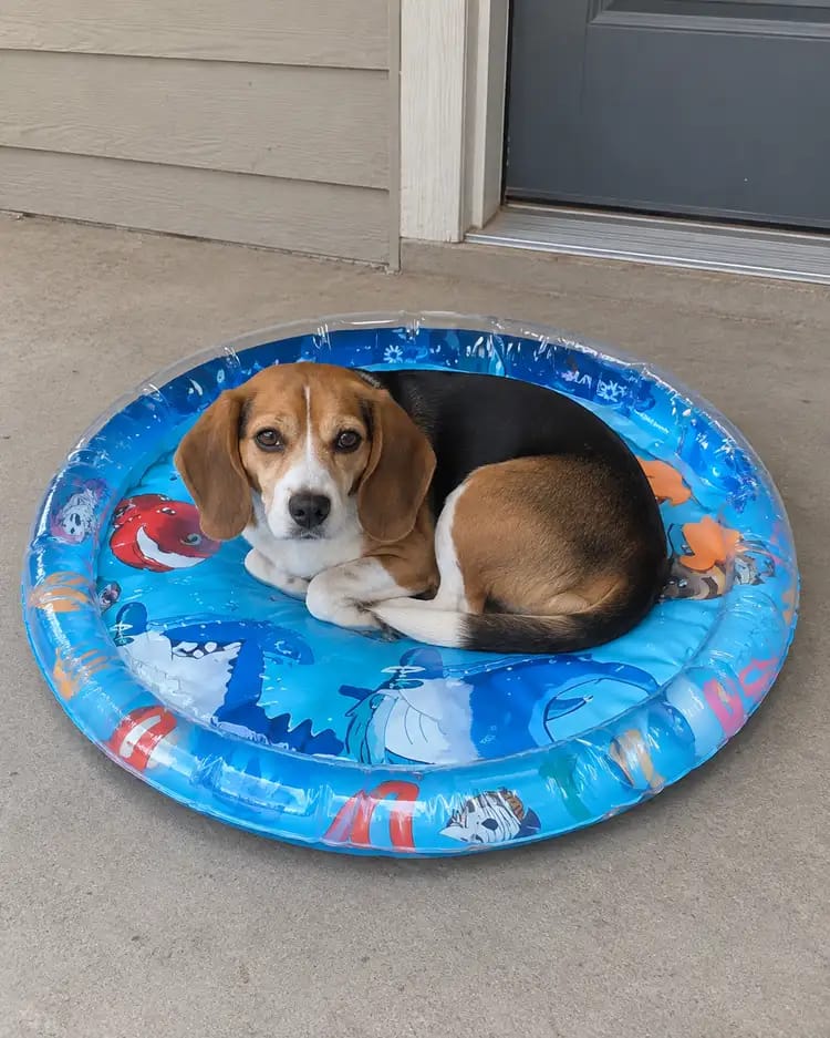 Customer photo review of Paw Cool Oasis Dog Cooling Water Bed