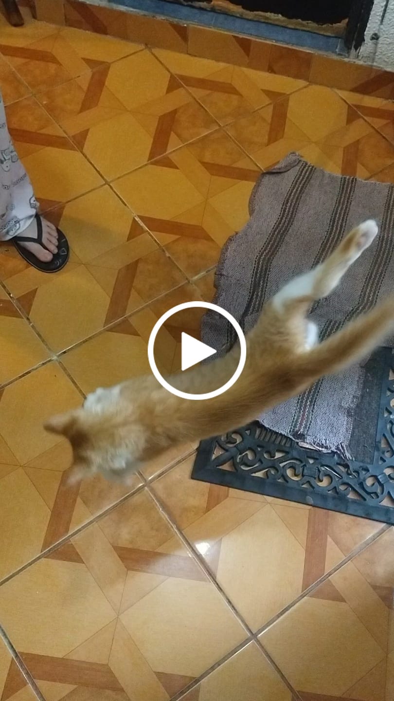 Customer video review of CT9985 1 Pieza De Juguete Vara Para Mascota