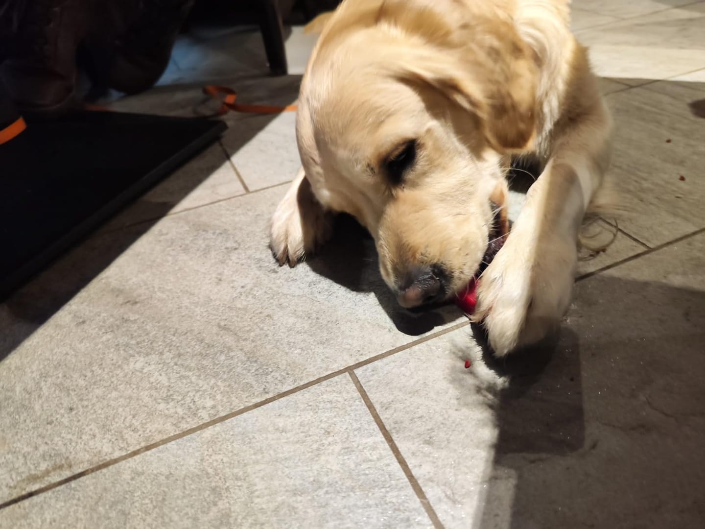 Customer photo review of Himmaleh Yak Chews