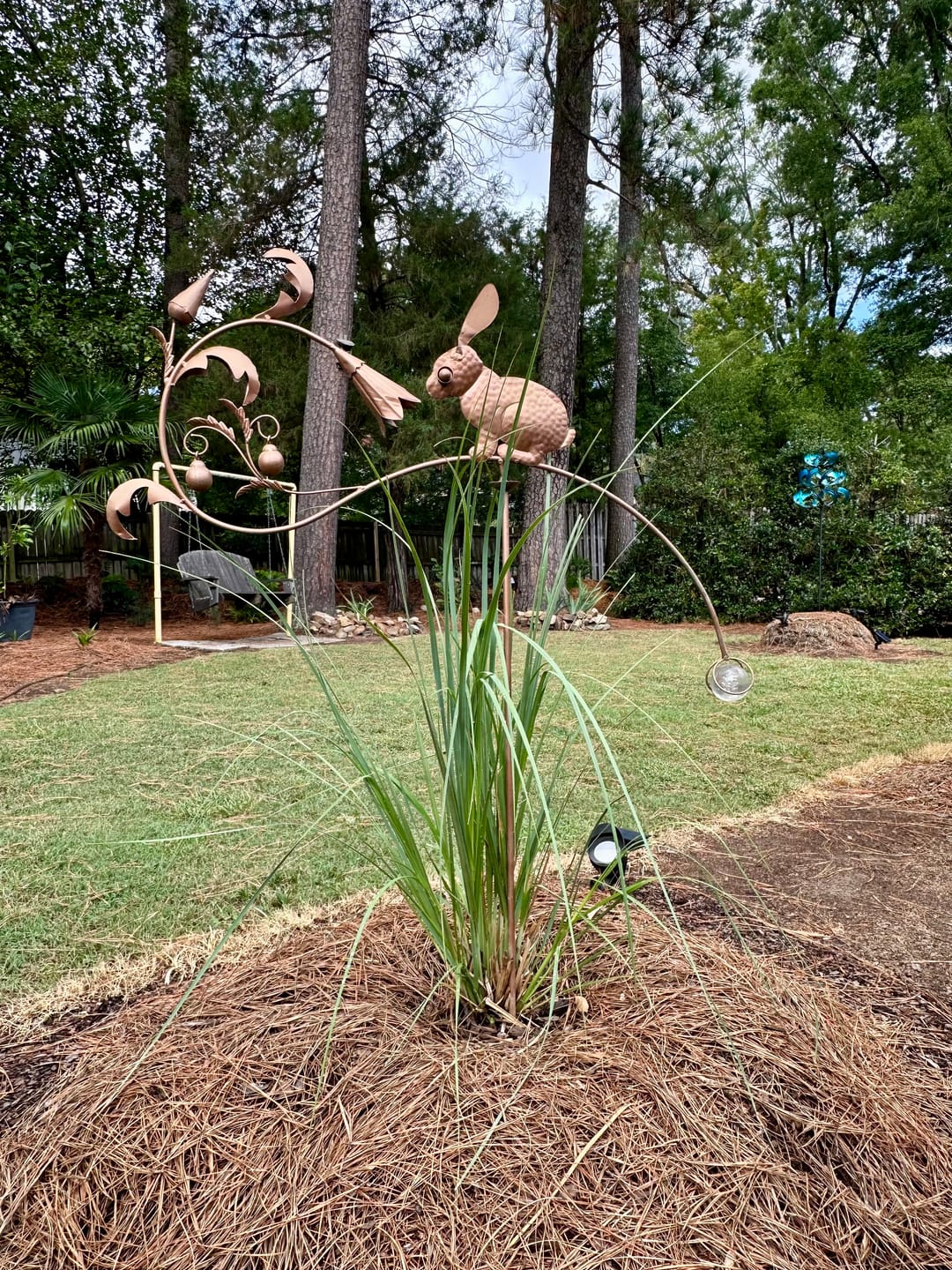 Customer photo review of Rosea Pink Pampas Grass