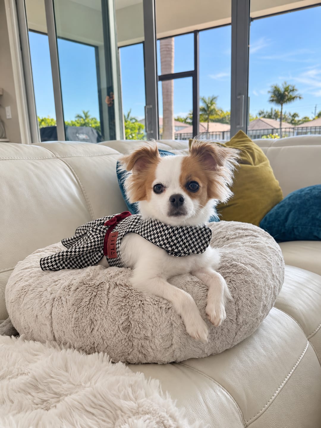 Customer photo review of Houndstooth Dress