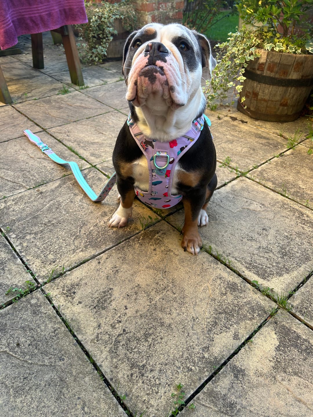 Customer photo review of Anti Pull Hurricane Harness Lighter | With Handle - BalmyBillows Purple