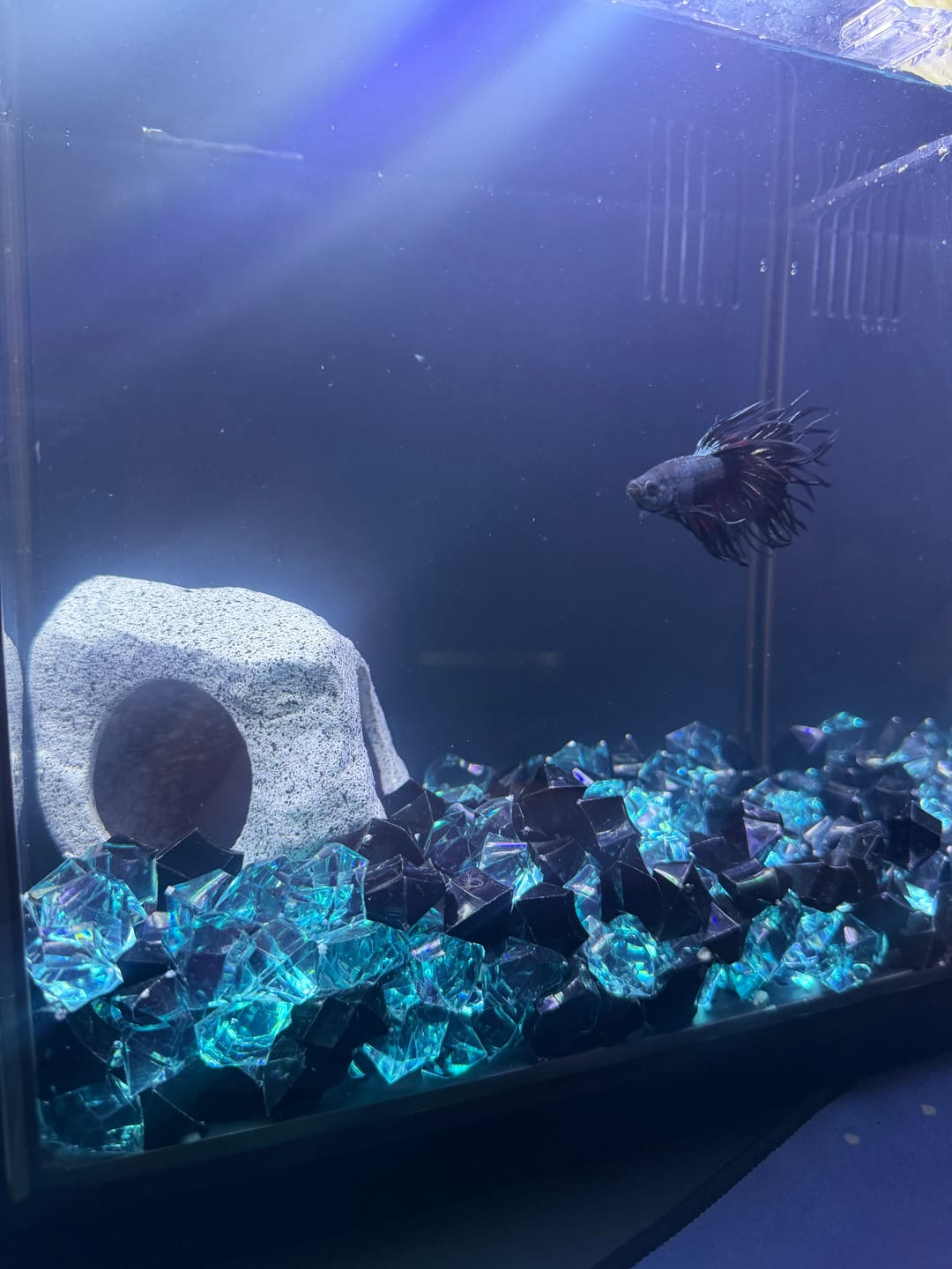 Customer photo review of Rare King Crowntail Betta Fish (MALE)