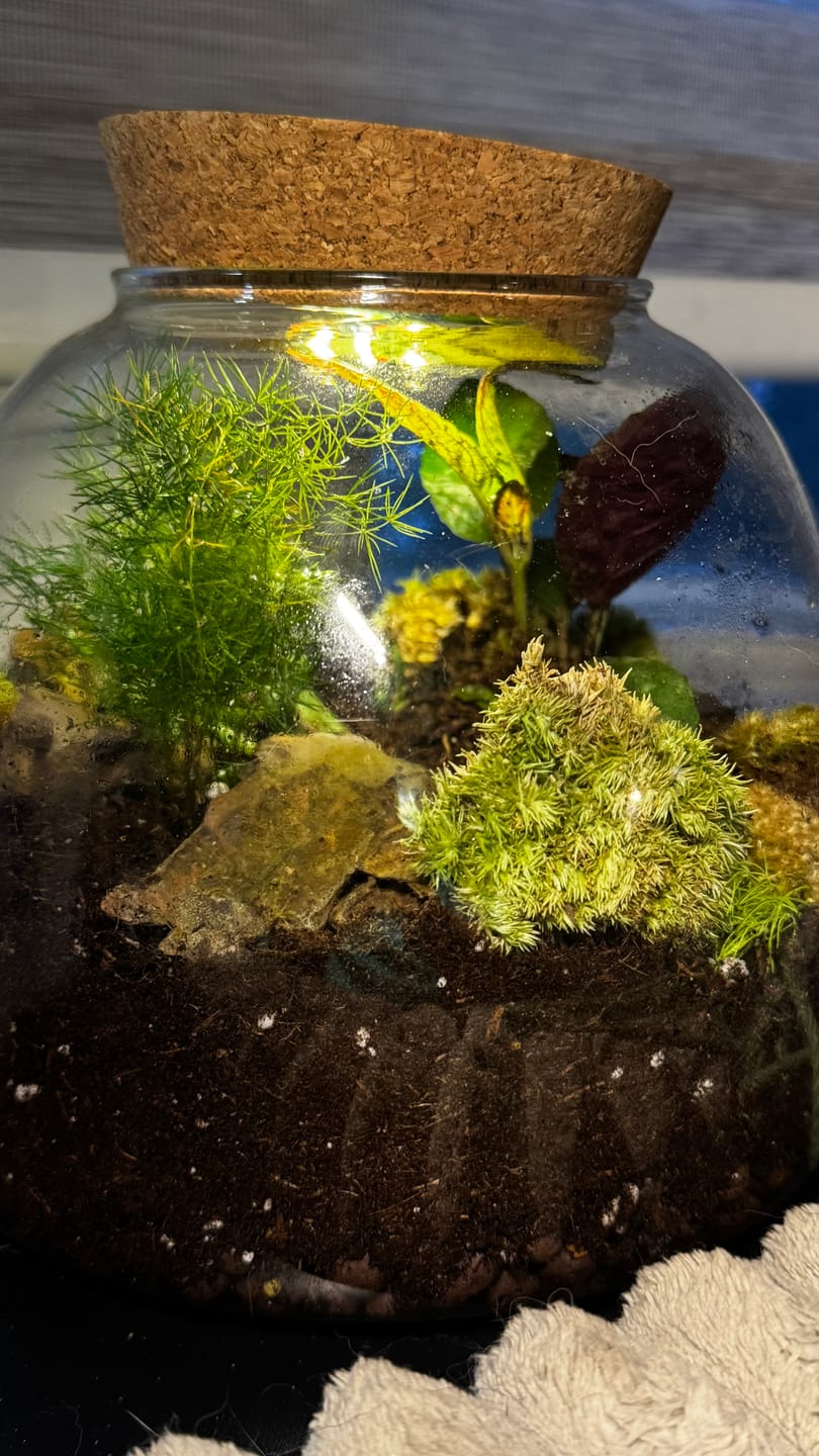 Customer photo review of Light Up Terrarium Kit