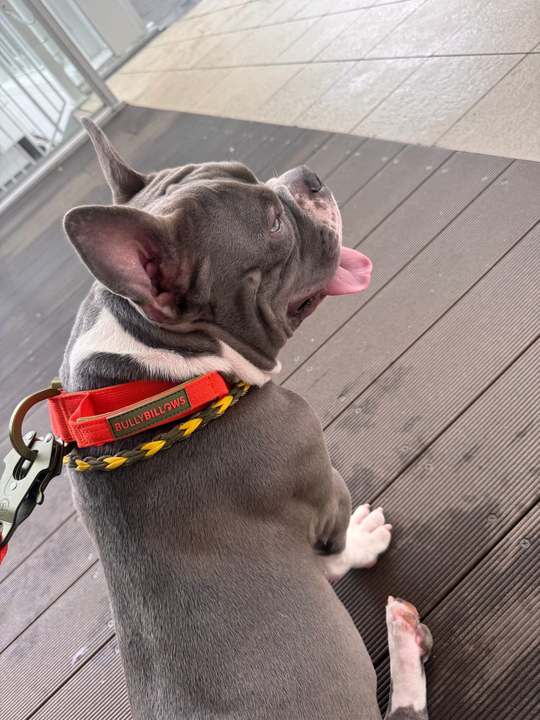 Customer photo review of 4cm LIGHTER Combat® Collar | With Handle & Secure Clip - Burnt Orange X Khaki