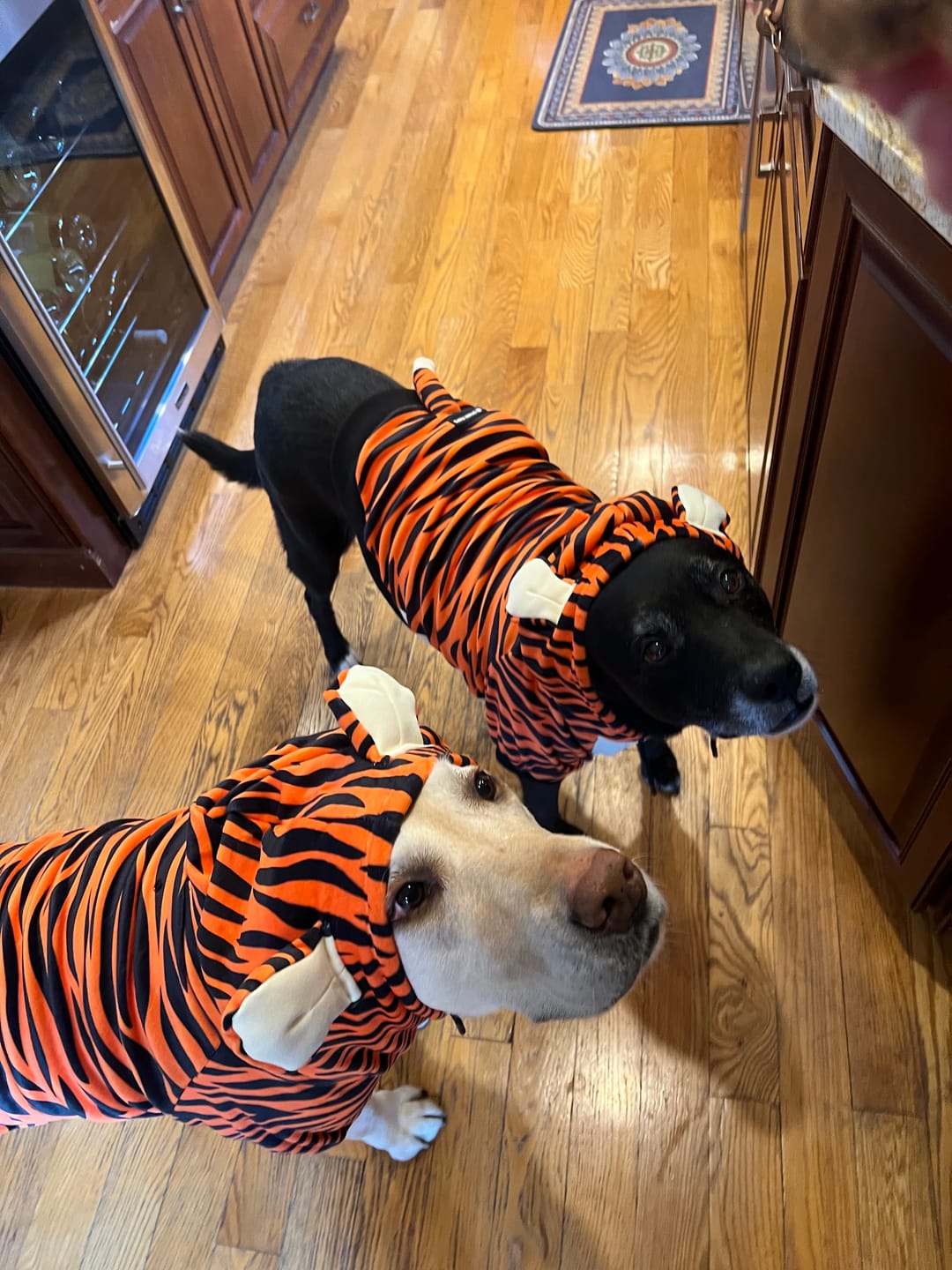 Customer photo review of Halloween Dog Hoodie - Tiger
