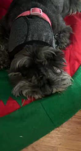 Customer photo review of Beruhigende Ohrenschützer für Hunde