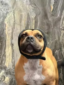 Customer photo review of Beruhigende Ohrenschützer für Hunde
