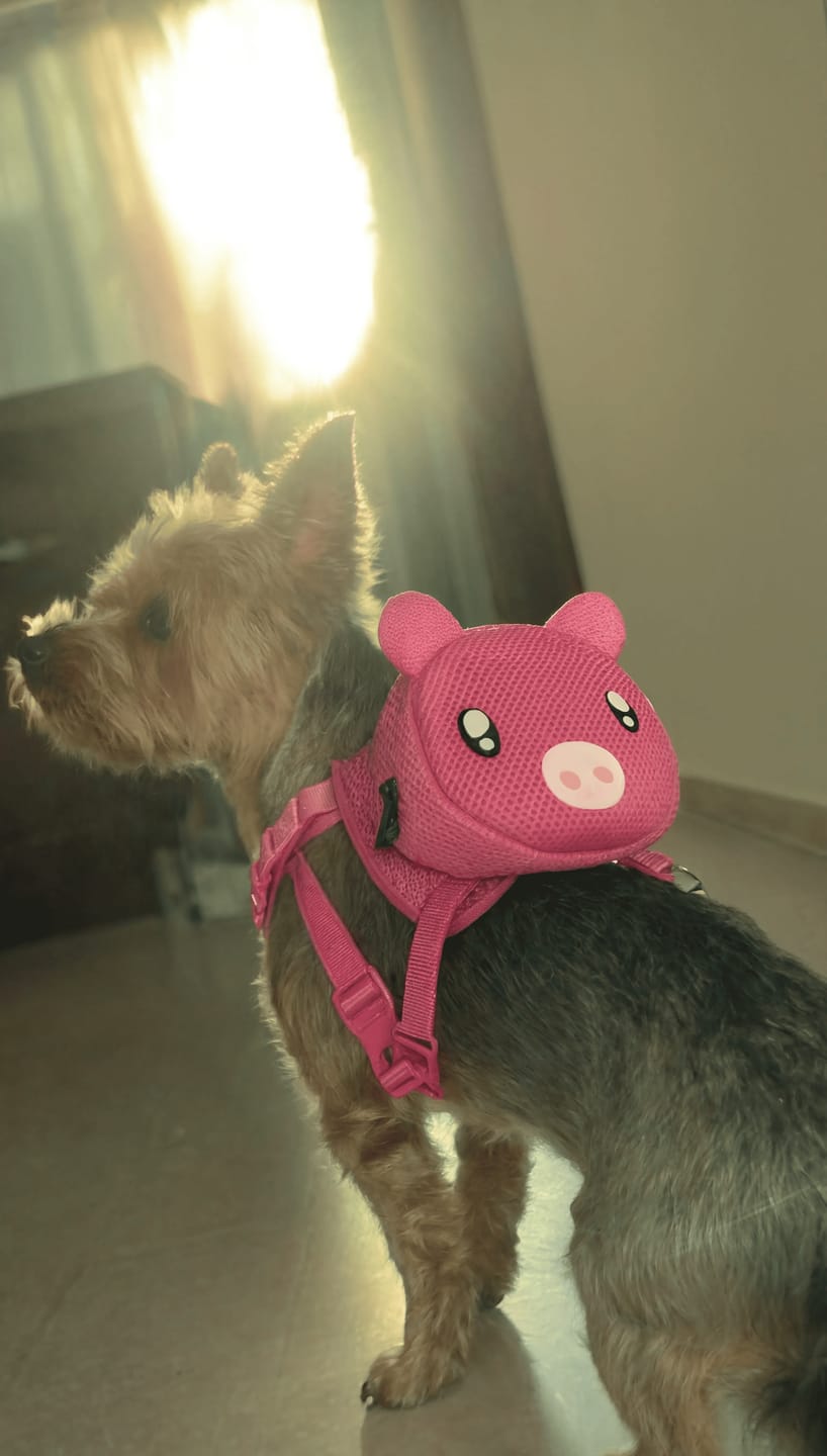 Customer photo review of Mochila para Perros