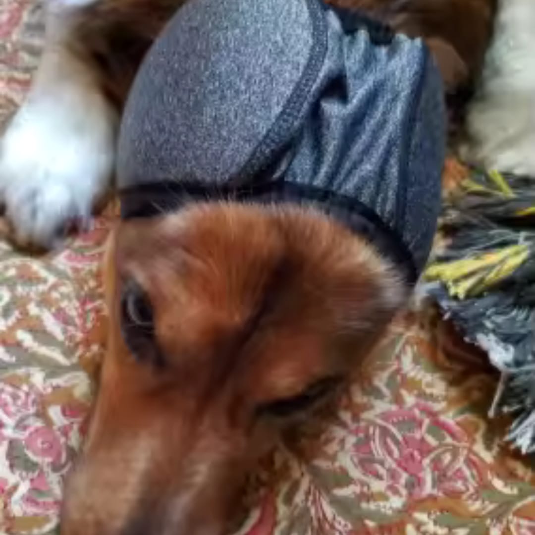 Customer photo review of Dog Anxiety Ear Cover