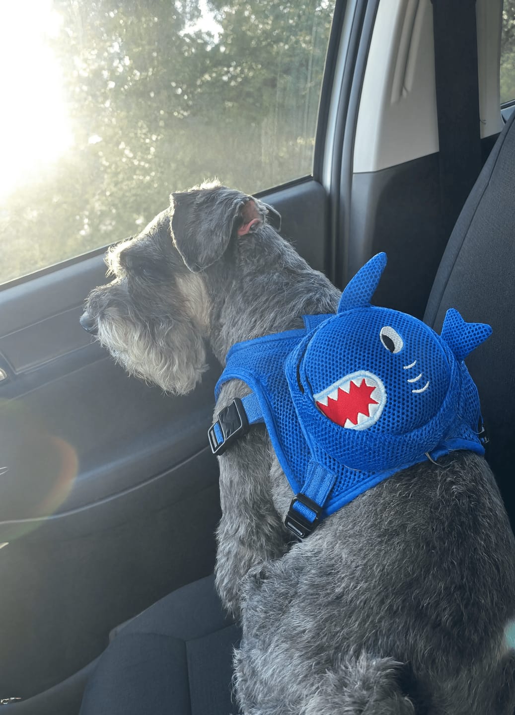 Customer photo review of Mochila para Perros