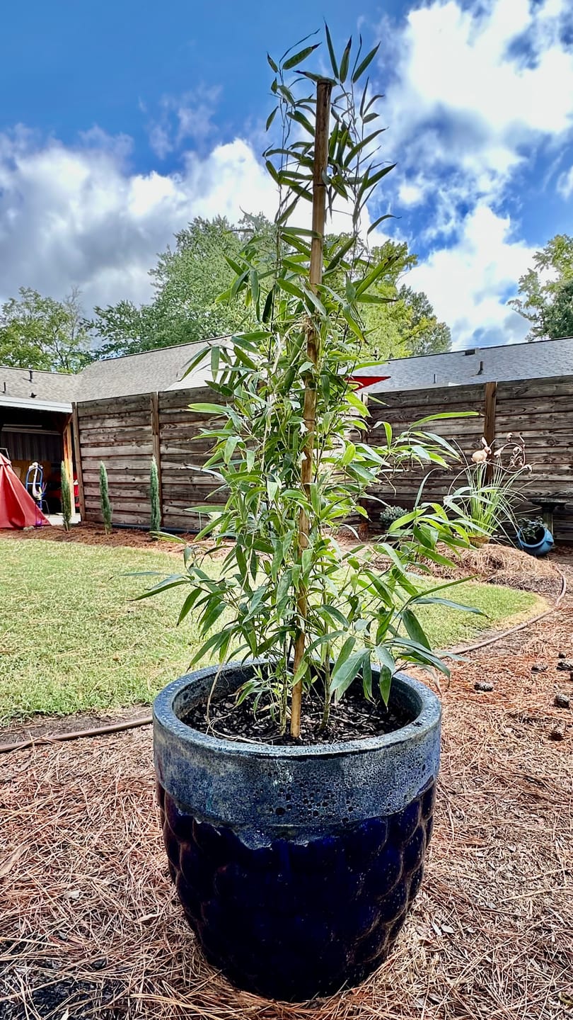 Customer photo review of Black Bamboo Nigra, Phyllostachys Nigra 'Black'