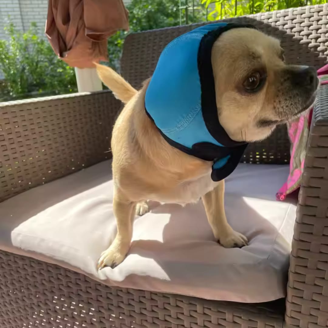 Customer photo review of Dog Anxiety Ear Cover