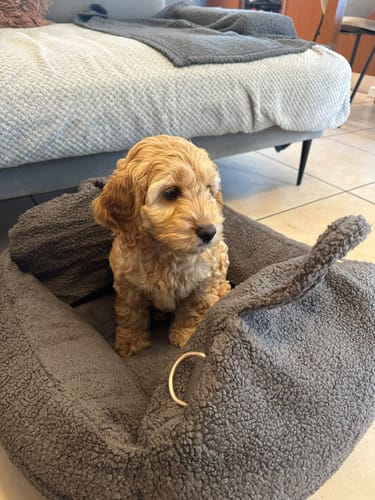 Customer's puppy sitting in the grey, plush Cosy Car Seat in a living room.