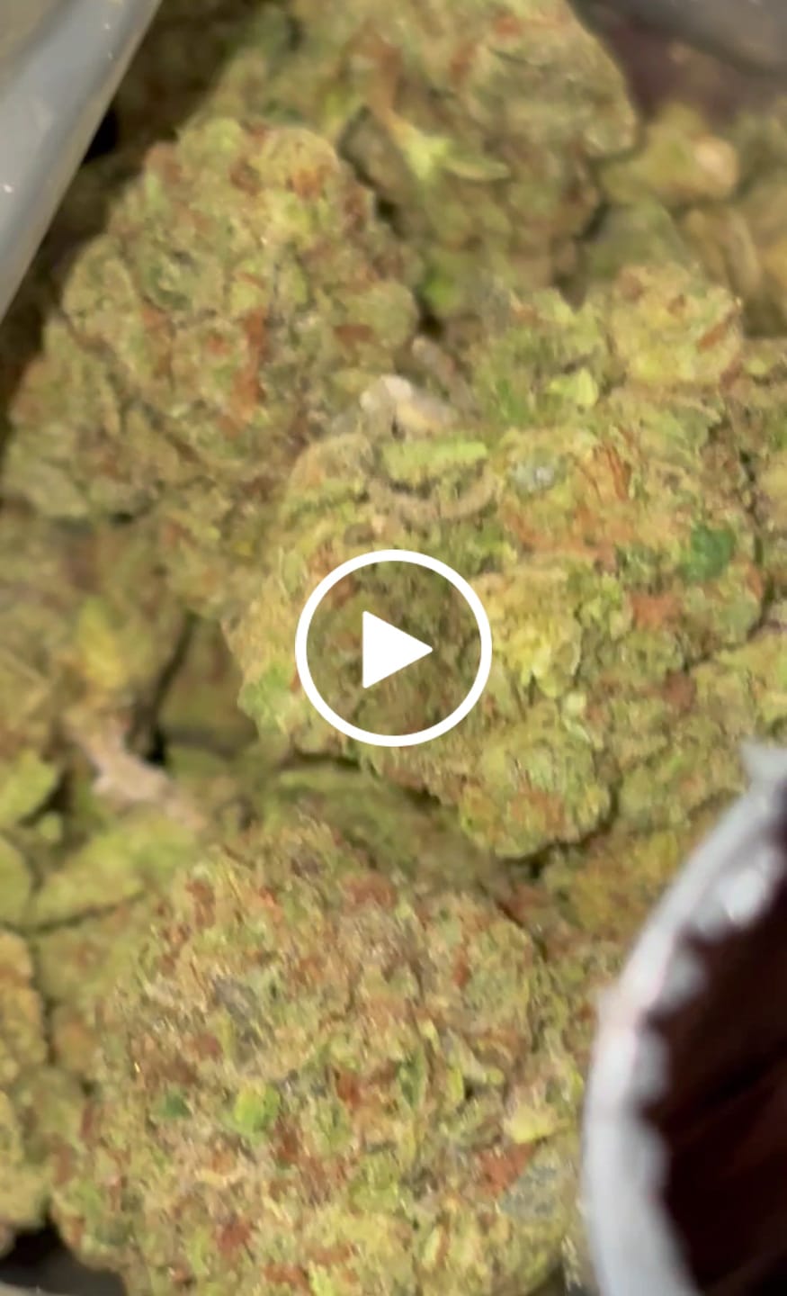 Customer video review of Gorilla Glue THCA Flower