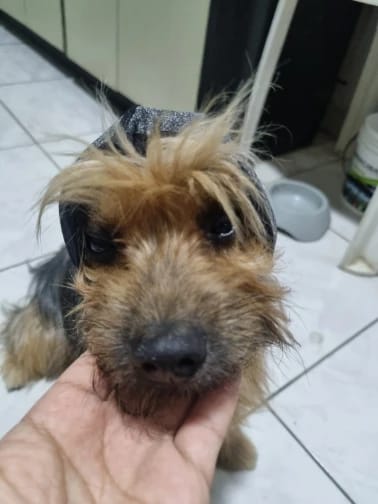 Customer photo review of Calming Dog Ear Muffs