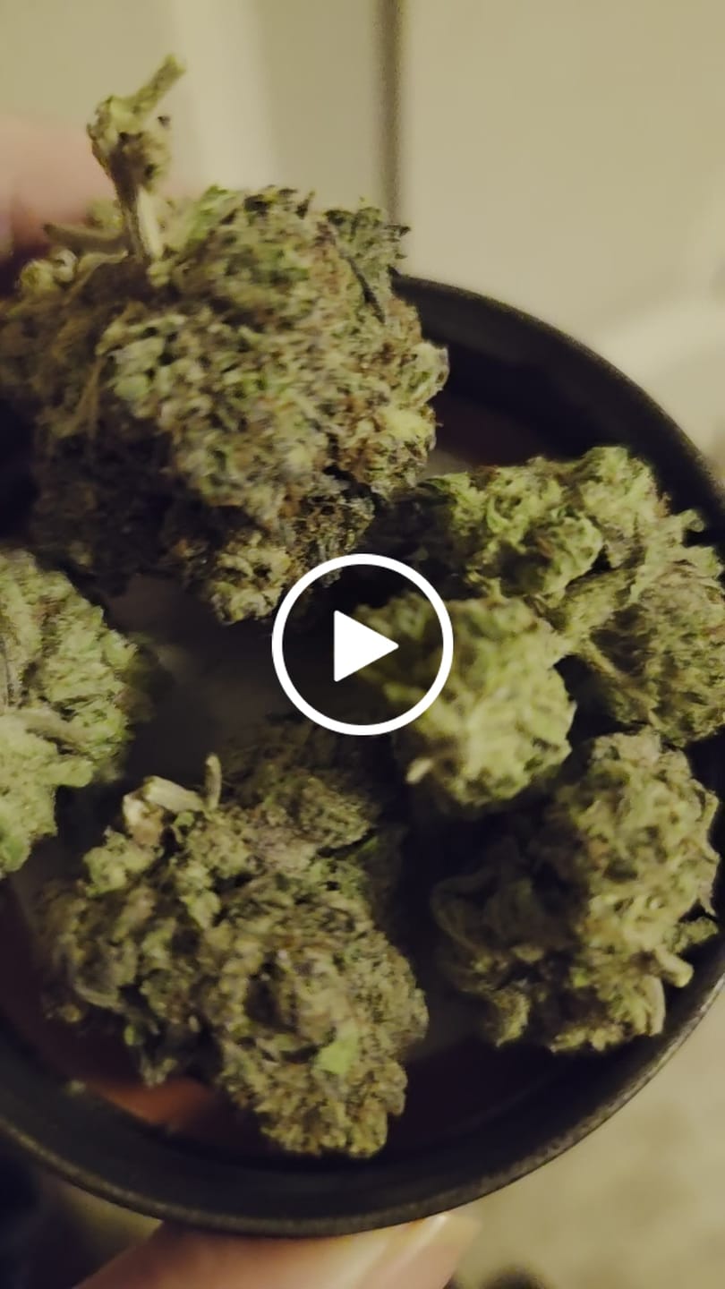 Customer video review of Gorilla Glue THCA Flower (Purple Cut)