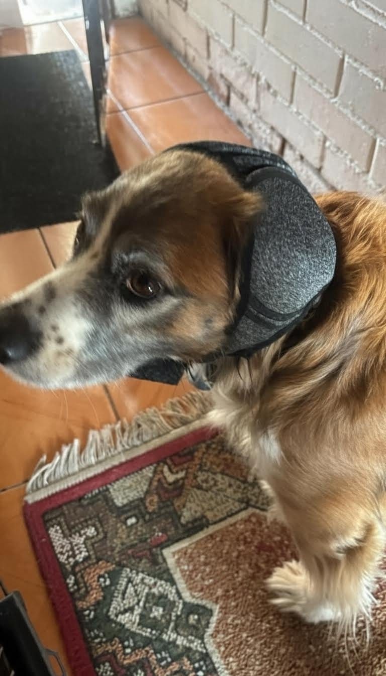 Customer photo review of Beruhigende Ohrenschützer für Hunde