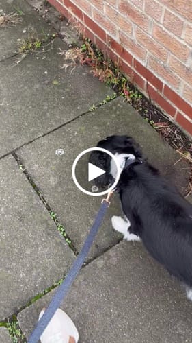 Customer video review of Midnight┃Bouclé Collar